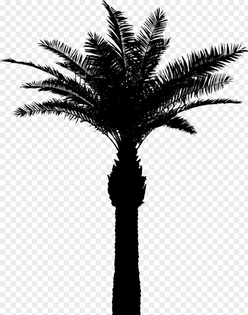 Asian Palmyra Palm Babassu Date Trees Silhouette PNG