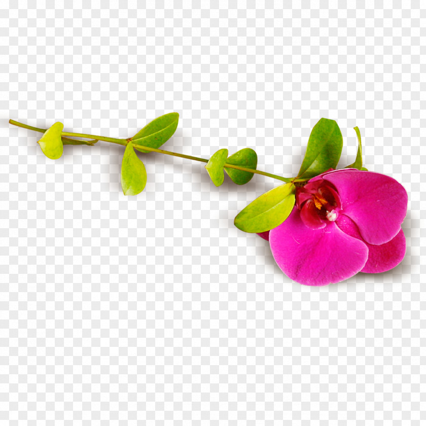 Beautiful Pea Flower Moth Orchids Download Honeysuckle PNG