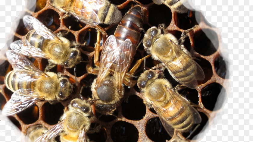 Beehive Western Honey Bee Queen Worker PNG