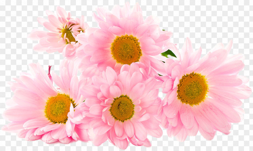 Chrysanthemum Death Love Eating YouTube Woman PNG