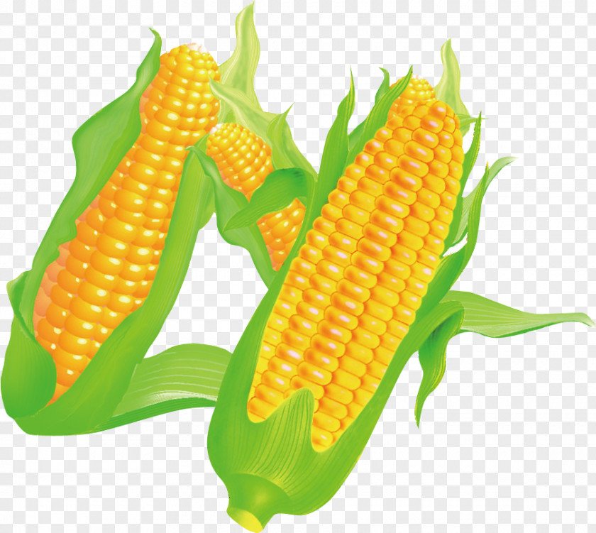 Corn On The Cob Maize Food PNG