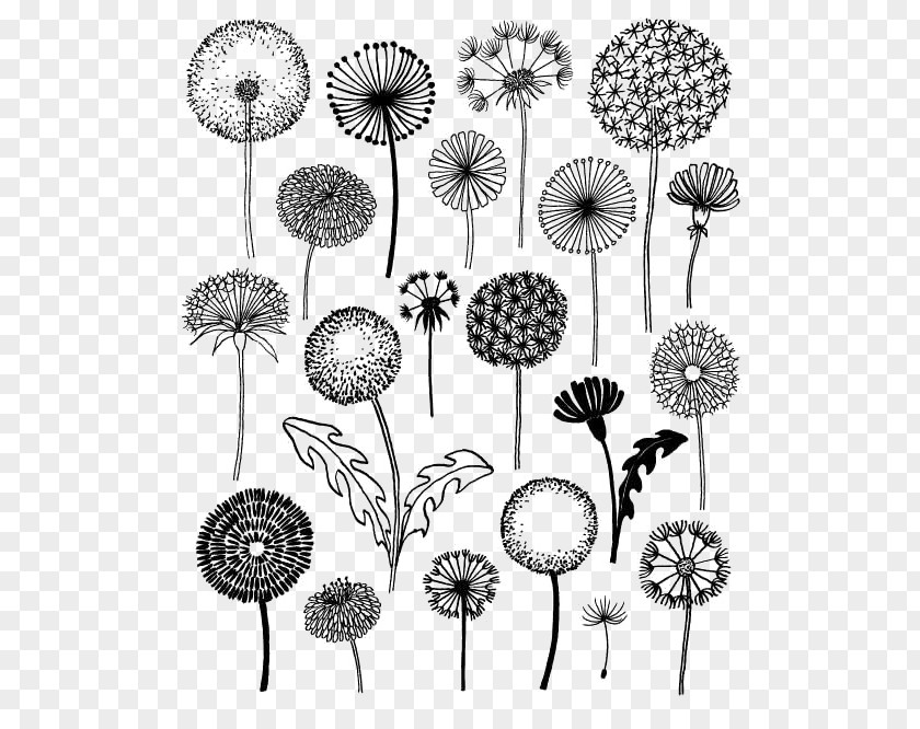 Dandelion 20 Ways To Draw A Tree And 44 Other Nifty Things From Nature: Sketchbook For Artists, Designers, Doodlers Drawing Pissenlit PNG