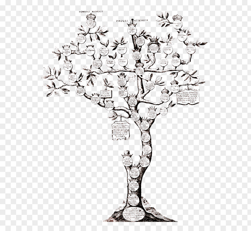 Family Tree Genealogy Chronology Ancestor PNG