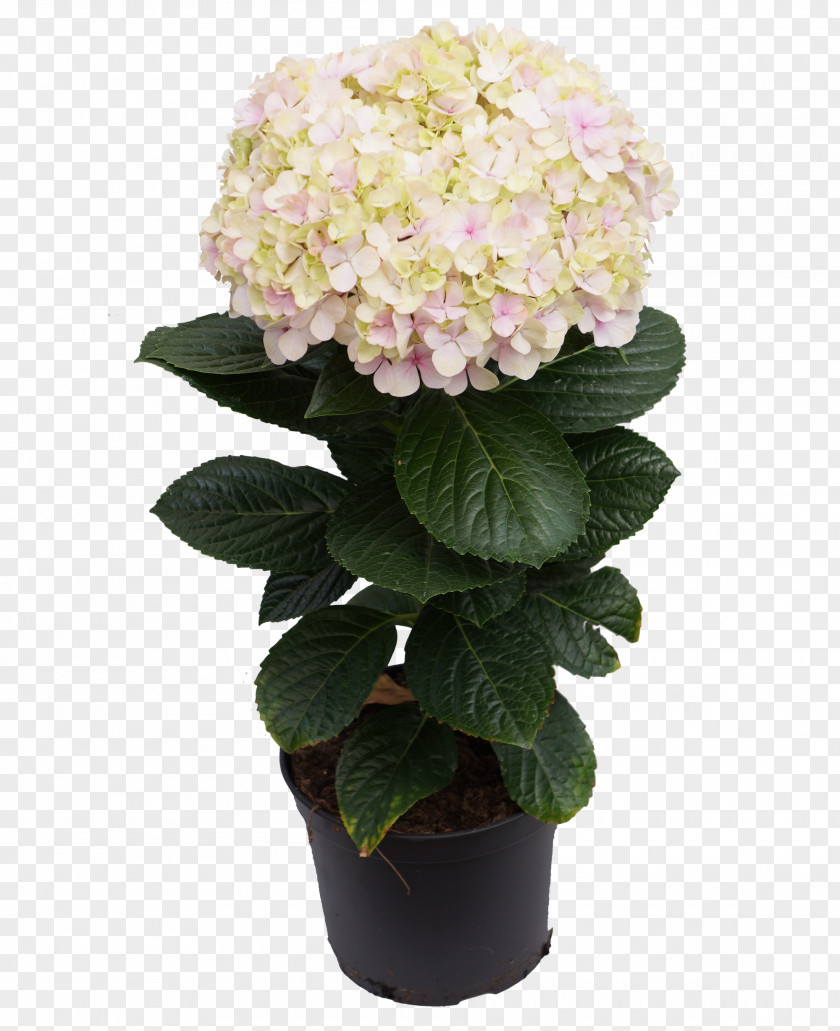 Flower Hydrangea Flowerpot Artificial Cut Flowers PNG
