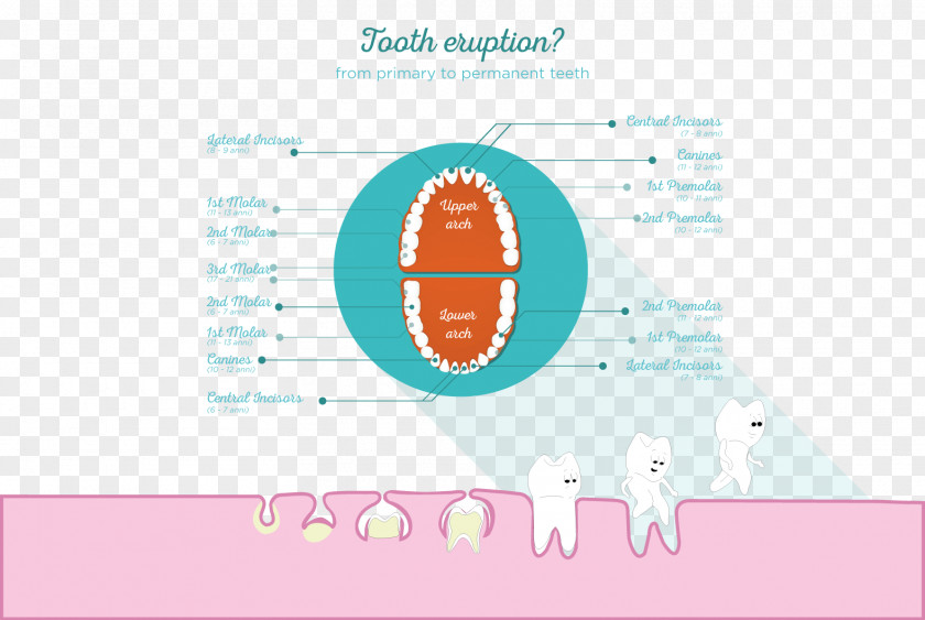 ODONTOLOGY Pediatric Dentistry Permanent Teeth Deciduous Endodontic Therapy PNG