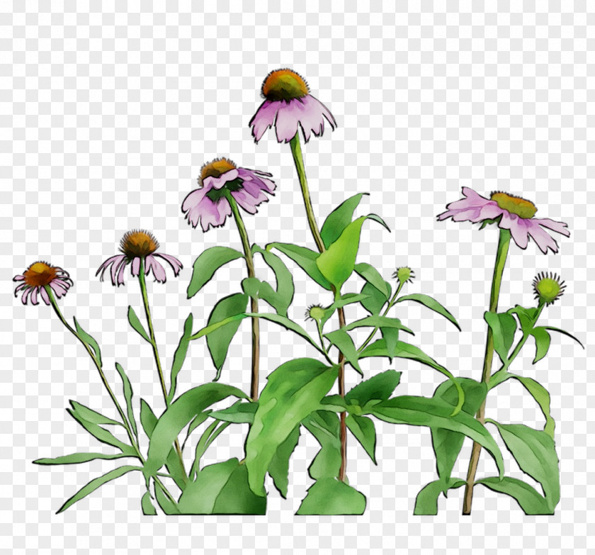 Cut Flowers Plant Stem Purple Annual Violet PNG