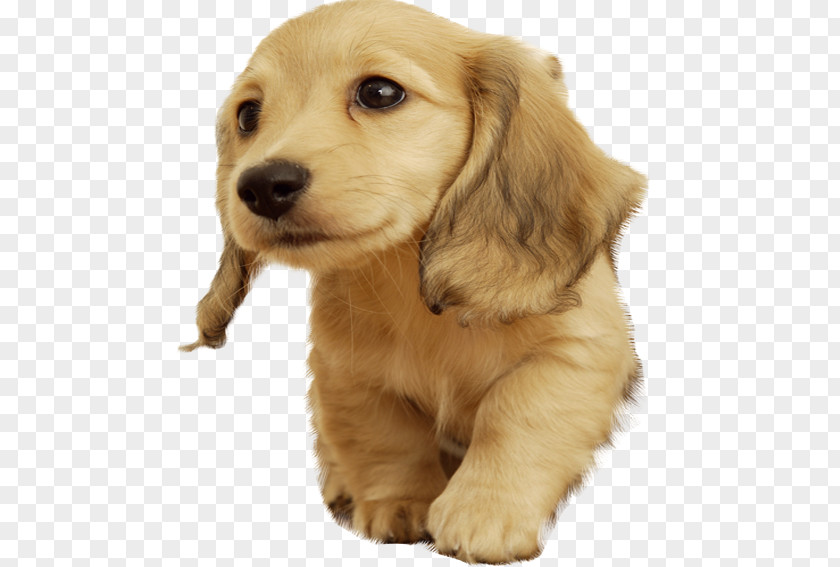 Golden Retriever Pups Puppy Cuteness Wallpaper PNG