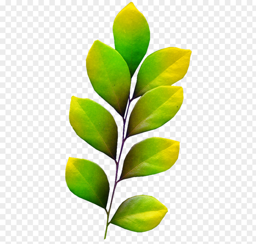 Leaf Internet Media Type Follaje PNG