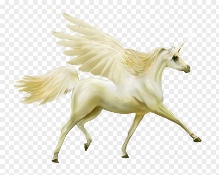 Pegasus Howrse Horse Unicorn PNG