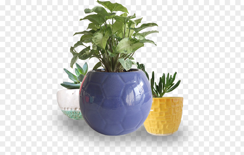 Plant Flowerpot Ceramic PNG