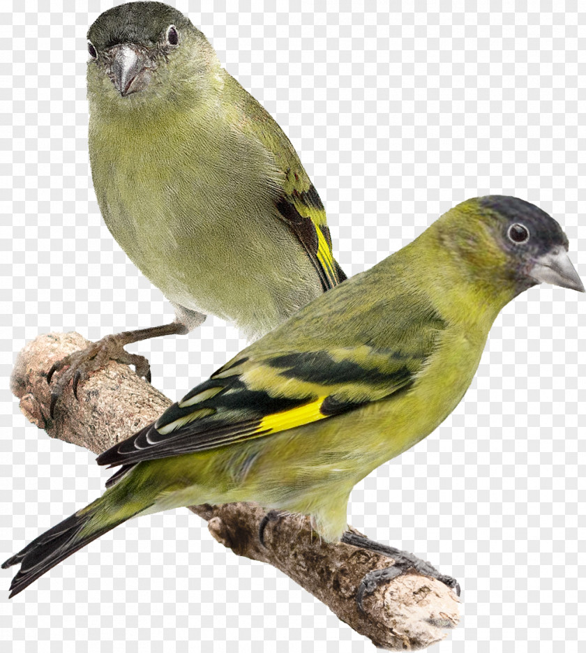 Bird Domestic Canary Black-capped Siskin Eurasian Red PNG