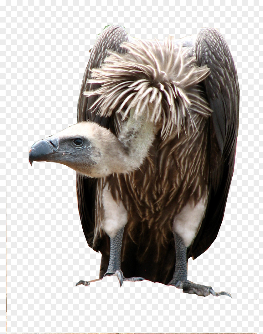 Bird White-backed Vulture Cape Griffon African Elephant PNG