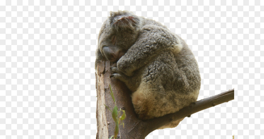 Koala Sleeping Tree Bear Cuteness Cat PNG