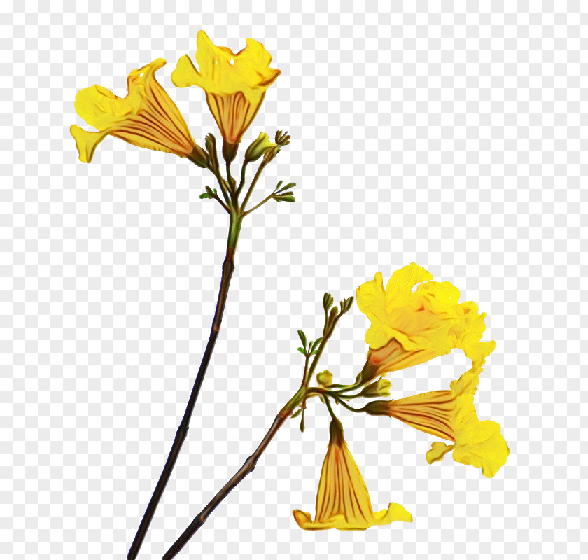 Narrowleaved Sundrops Oenothera Macrocarpa Flower With Stem PNG