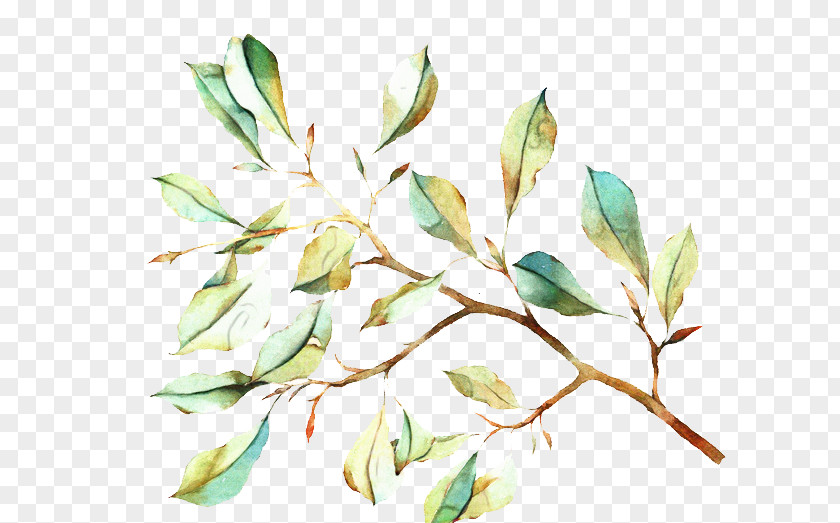 Plants Twig Flower Branch Tree PNG