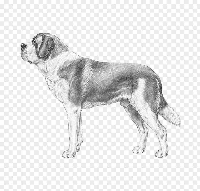 Puppy St. Bernard German Shepherd Pinscher Great Dane PNG