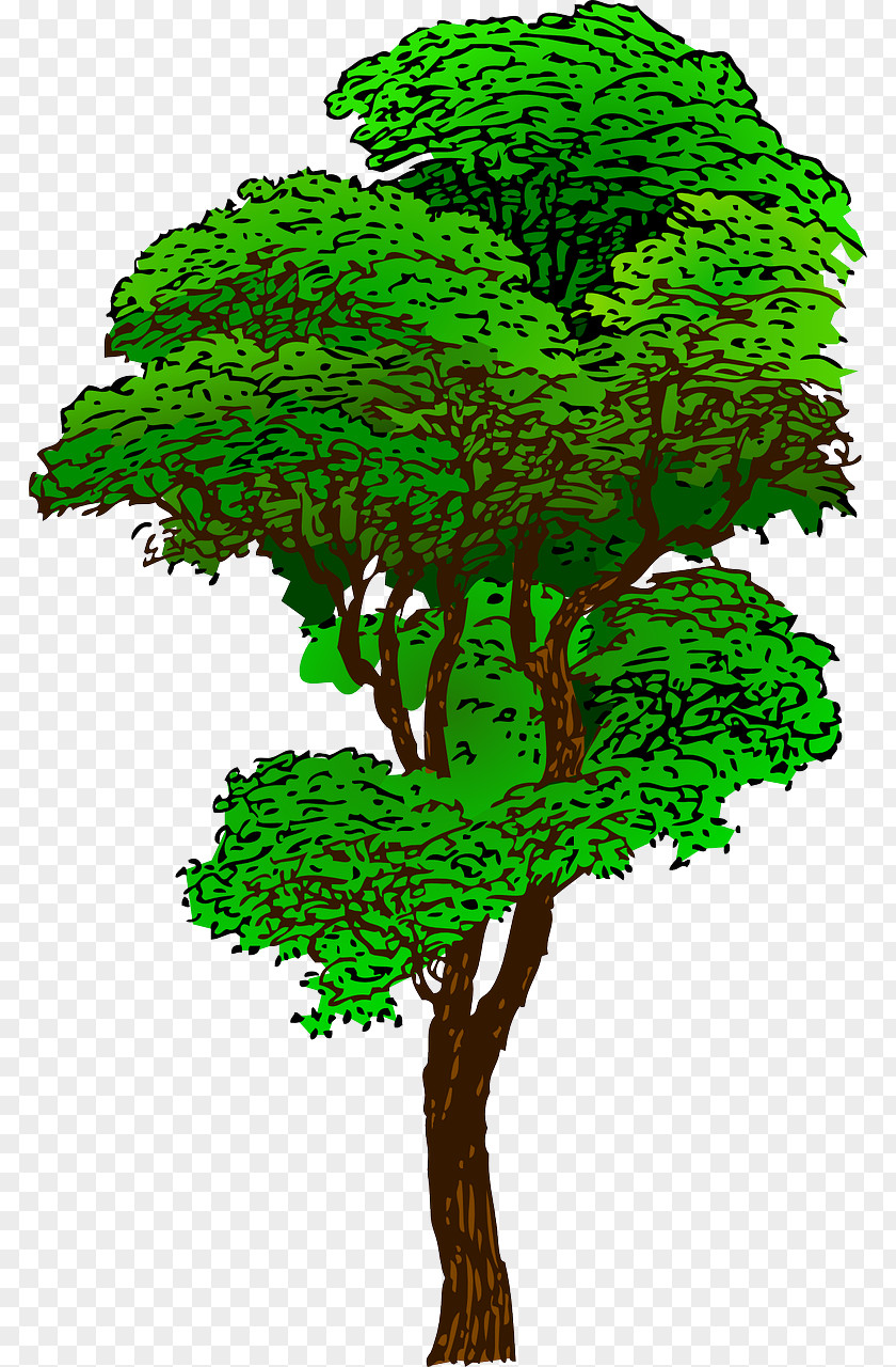 Tree Tropical Rainforest Clip Art PNG