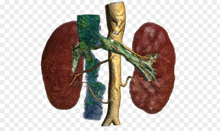 Kidney Organism PNG