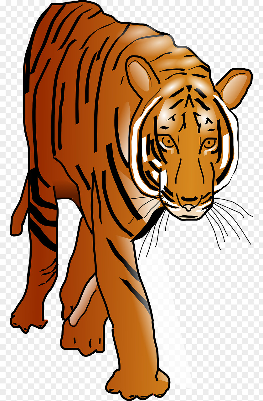 Yellow Tiger Cat Bengal Felidae Clip Art PNG