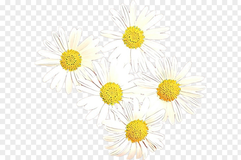 Chrysanthemum Oxeye Daisy Floral Design Cut Flowers PNG