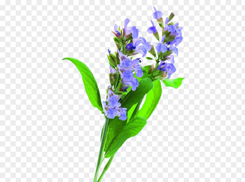 Flower Common Sage Meadow Cannabis Sativa Officinalis PNG