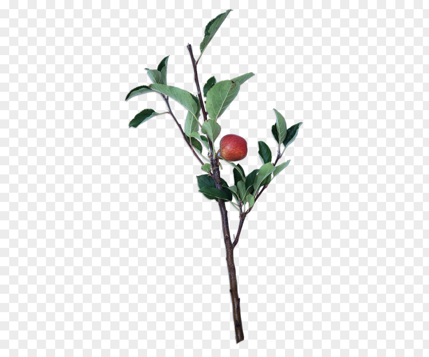 Fruit Branch Twig Plant Stem Leaf Flowerpot PNG