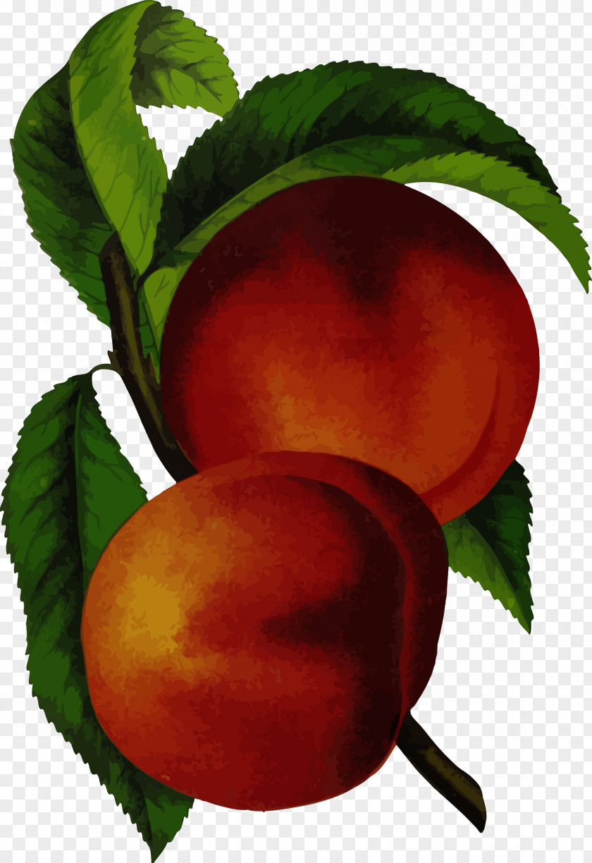 Peach Branch Elberta Juice Nectarine Clip Art PNG