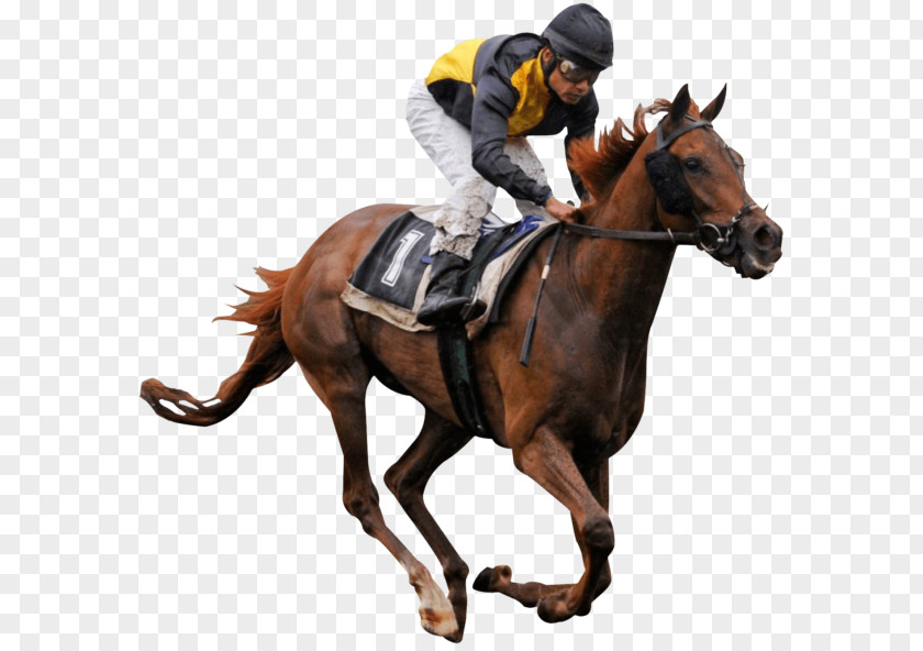 Chasing People Horse Racing Stallion Equestrian Jockey PNG