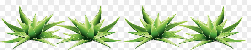 Leaf Desktop Wallpaper Grasses Plant Stem Commodity PNG