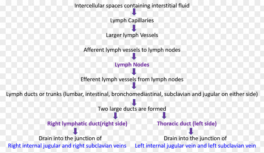 Lymphatic System Anatomy Thoracic Duct Vessel PNG