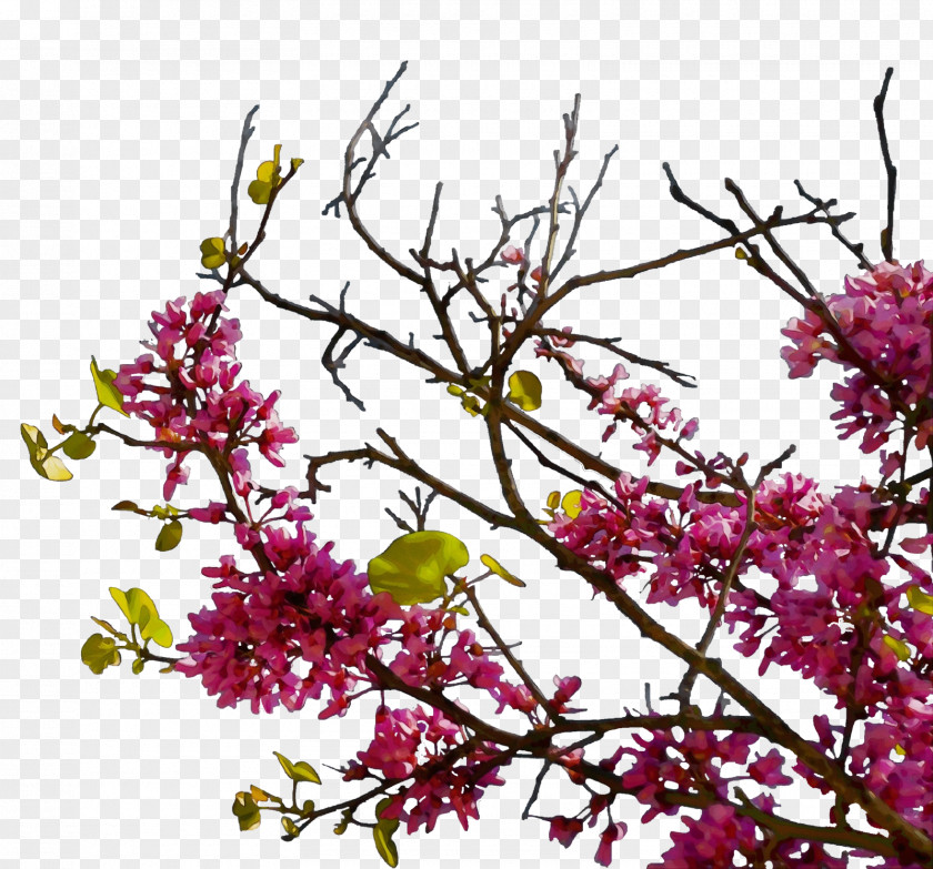 Red Bud Spring Flower Plant Branch Lilac Tree PNG