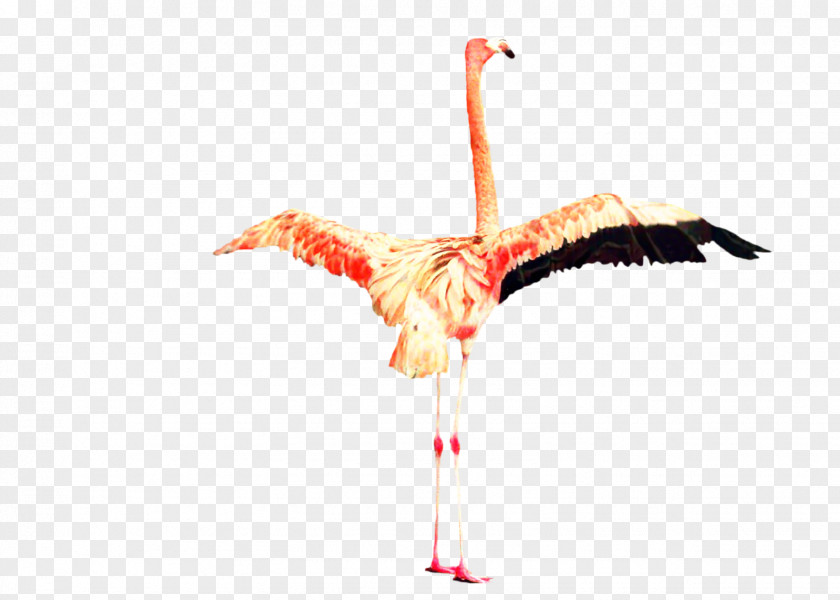 Crane Beak Bird Stork Feather PNG