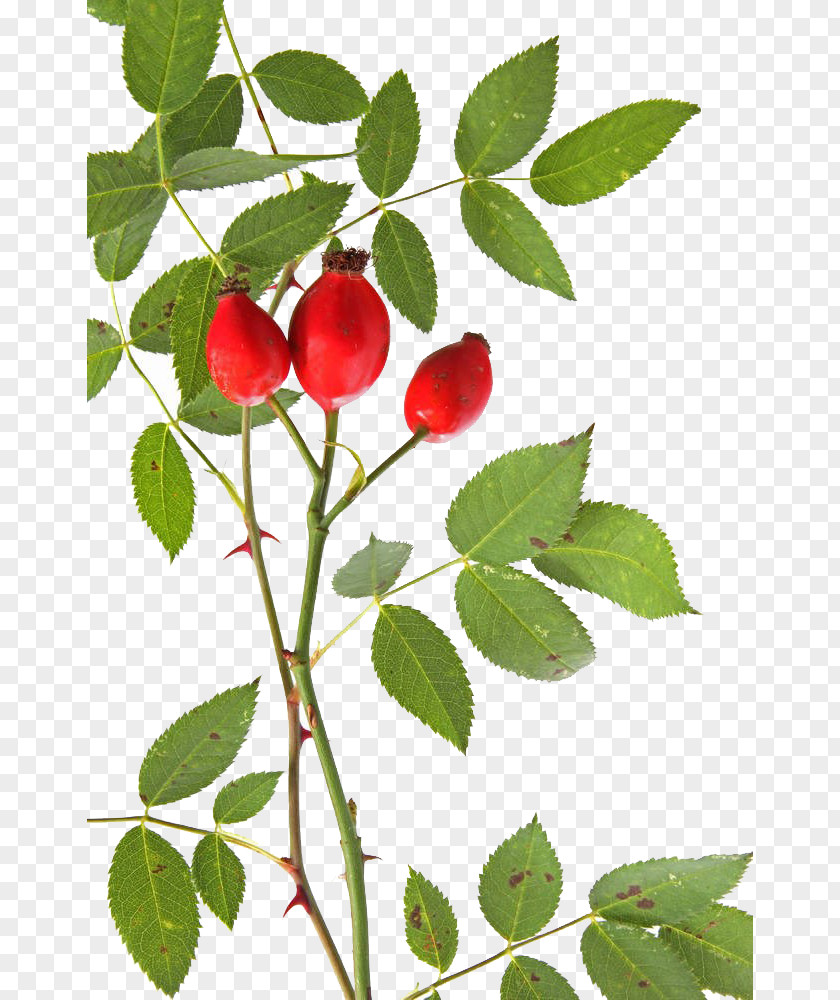 Free Fresh Rose Hips To Pull Material Hip Dog-rose Alpine Stock Photography Thorns, Spines, And Prickles PNG