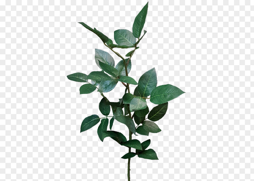 Green Leaves Potted Buckle Rose Leaf Branch Cut Flowers Plant Stem PNG