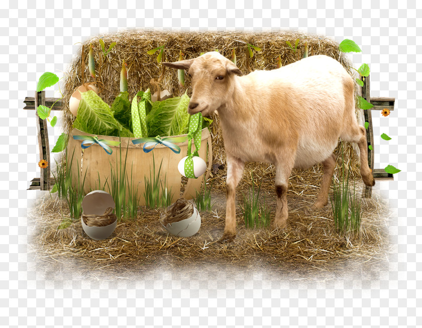 Oveja Sheep–goat Hybrid Cattle Clip Art PNG