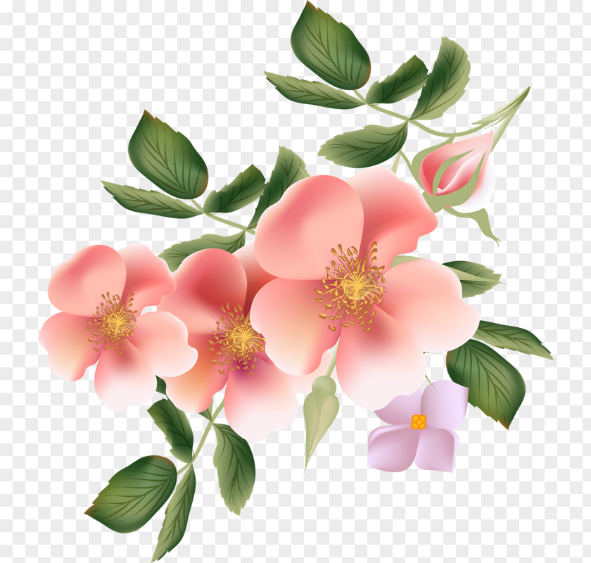 Pink Rose Wallpaper PNG