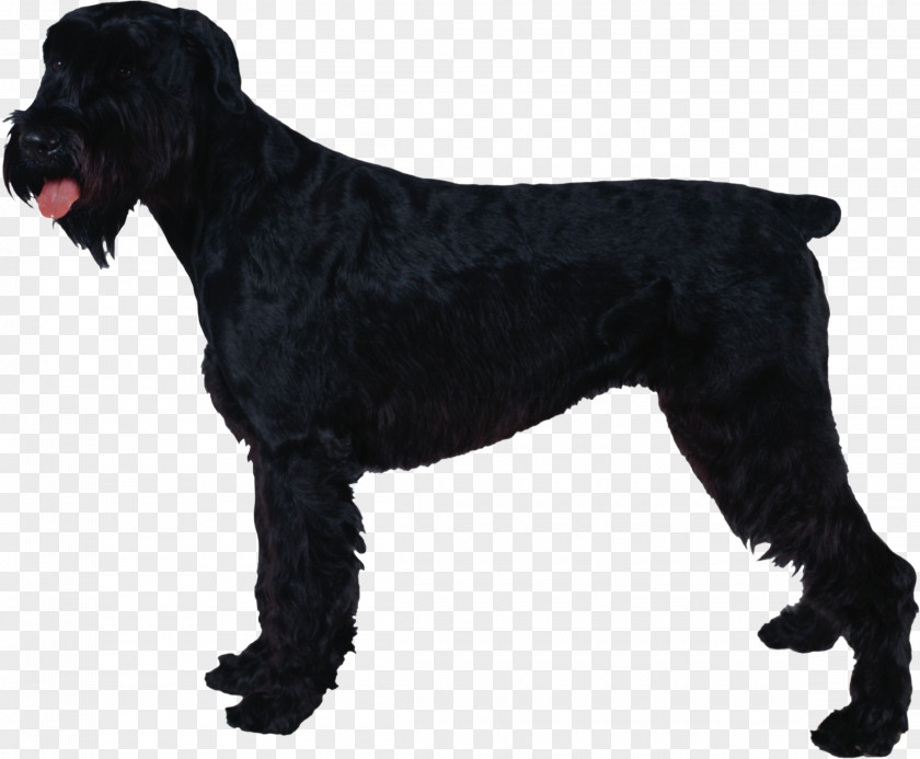 The Dog Decal Giant Schnauzer Standard Miniature Black Russian Terrier Clip Art PNG