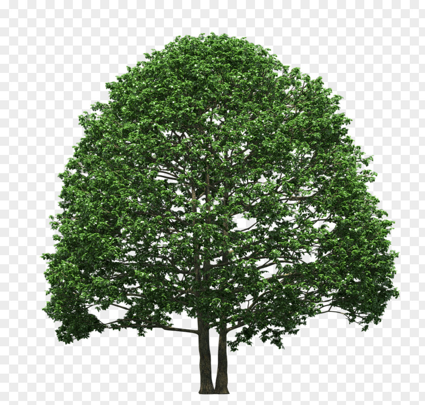 Tree Evergreen Of 40 Fruit Pine PNG