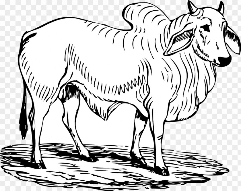 Cattle,animal,bull Angus Cattle Hereford Brahman Bull Clip Art PNG