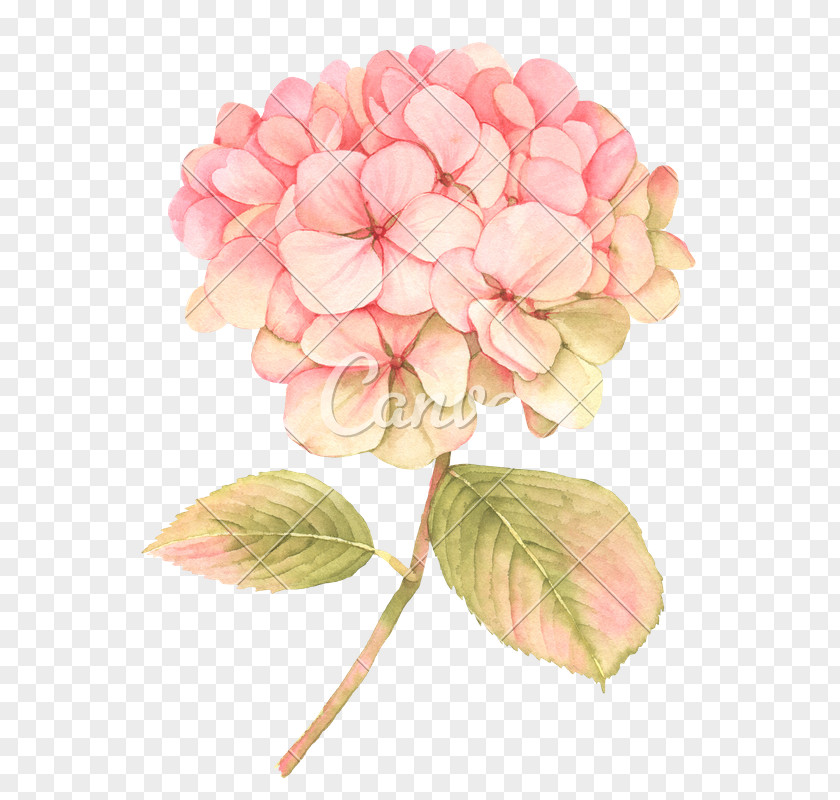 Flower Clip Art Floral Design Blossom Illustration PNG