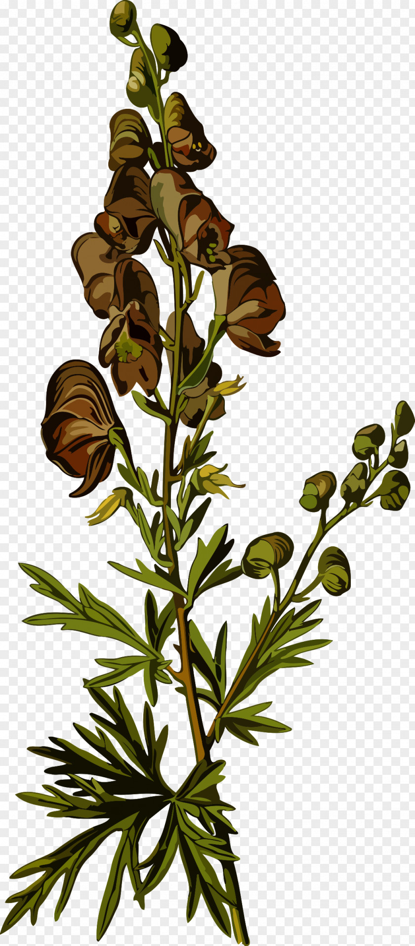 Plants Aconite Medicinal Flowering Plant Botanical Illustration PNG