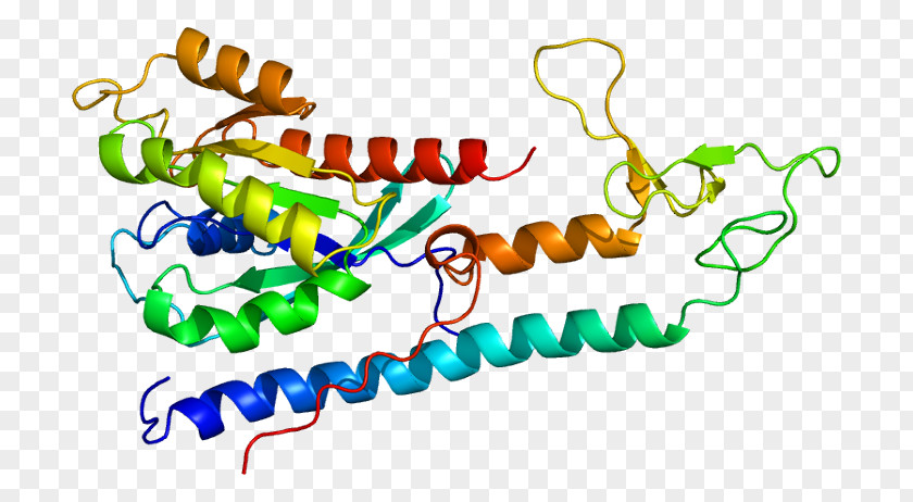 RPH3A RAB3A Protein RIMS1 PNG