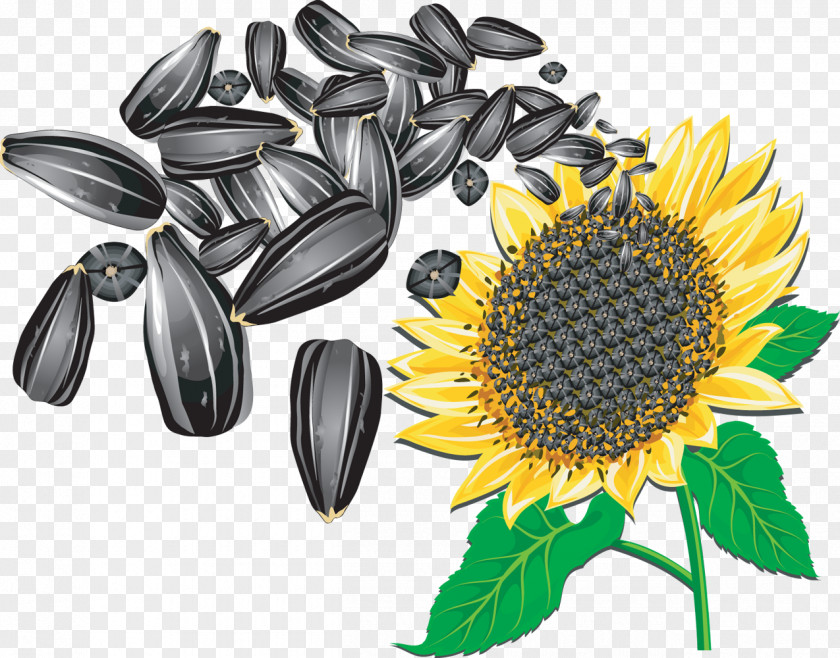 Seeds Sunflower Seed Common Clip Art PNG