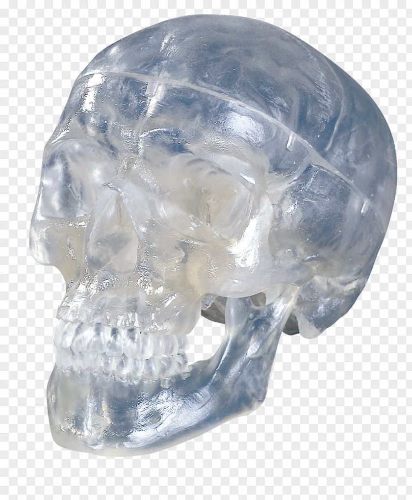 Skull Anatomy Skeleton Hyoid Bone Homo Sapiens PNG
