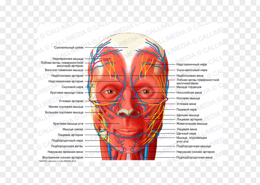 Blood Head And Neck Anatomy Vessel Nerve Supratrochlear Artery Human PNG