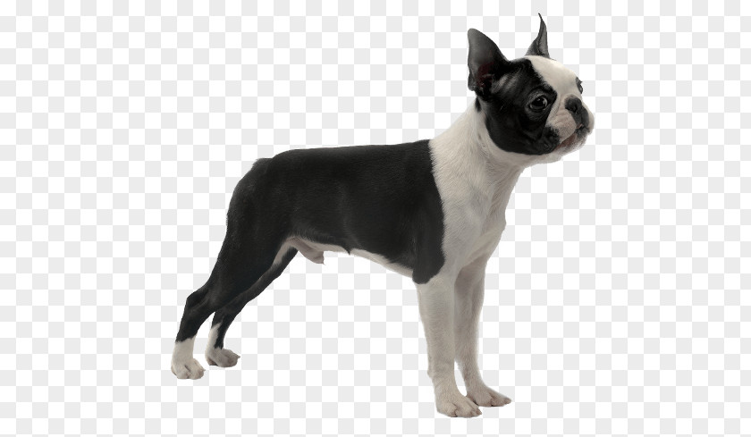 Boston Terrier Toy Bulldog Valley Dog Breed English White PNG