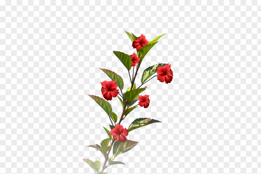 Fillings Cut Flowers Floral Design Alstroemeriaceae PNG