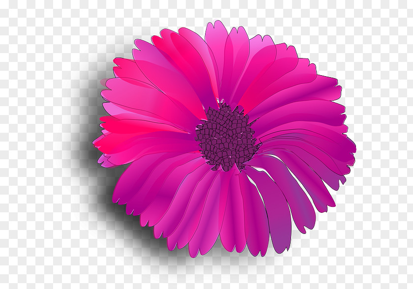 Flower Pink Flowers Common Daisy Clip Art PNG