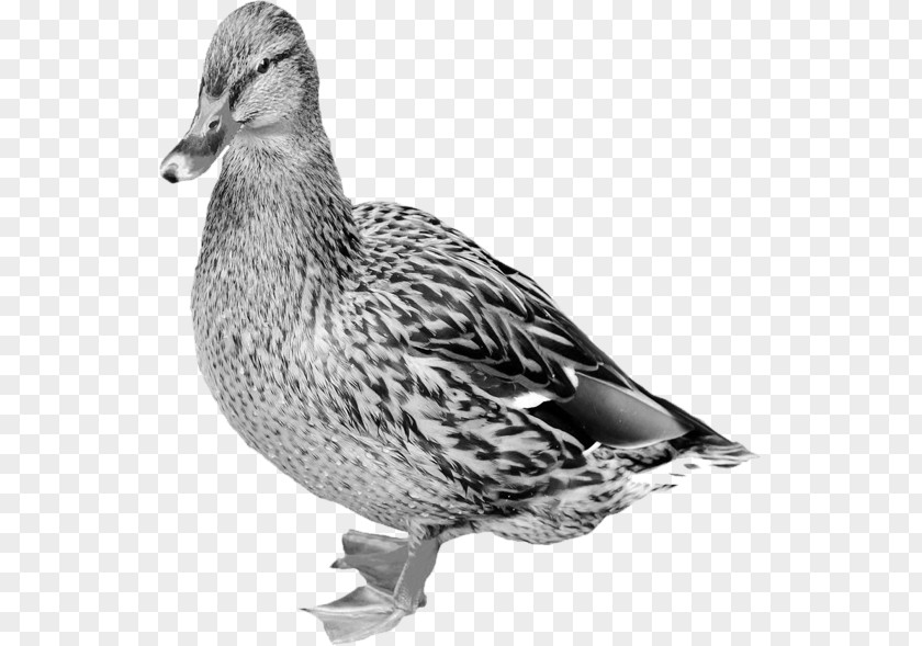 Goose Mallard Duck Bird Photography PNG