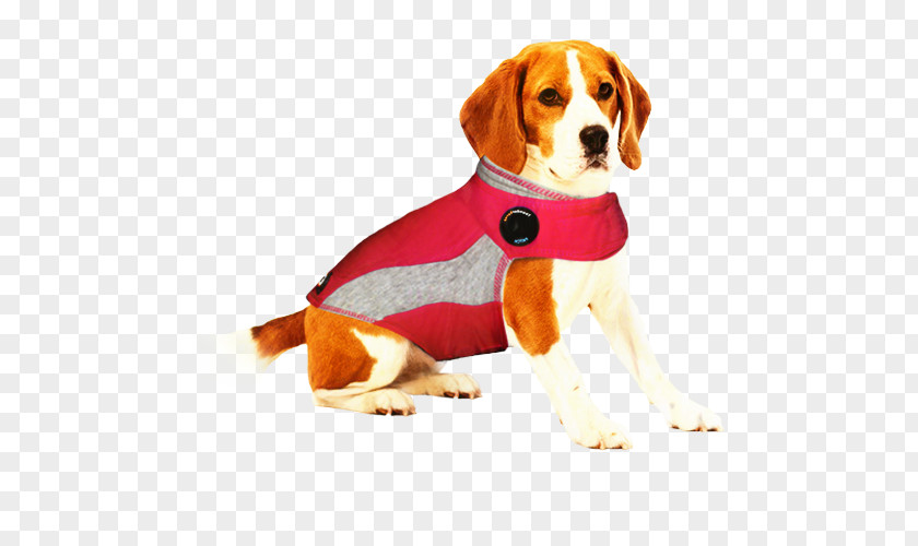 Hunting Dog English Coonhound Cartoon PNG